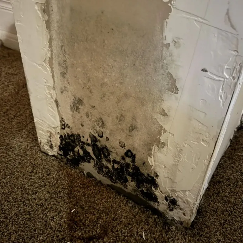 Professional Mold Removal in La Salle, IL